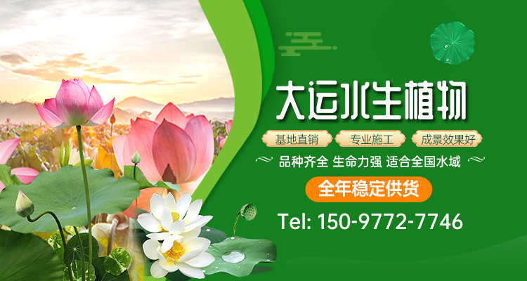 河北安新大运苗木_白洋淀水生植物基地（保定安新县基地）_荷花芦苇睡莲_服务保定|雄安
