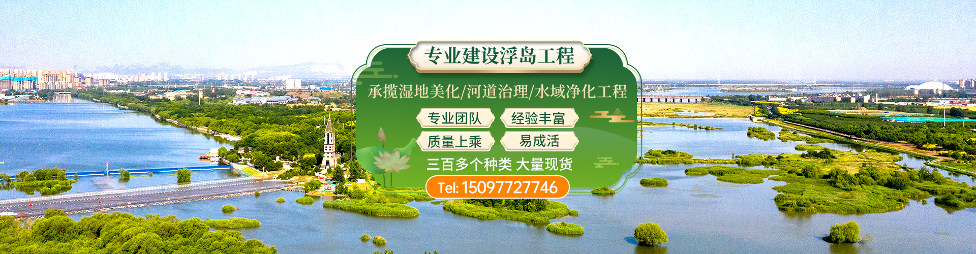 河北安新大运苗木_白洋淀水生植物基地（保定安新县基地）_荷花芦苇睡莲_服务保定|雄安
