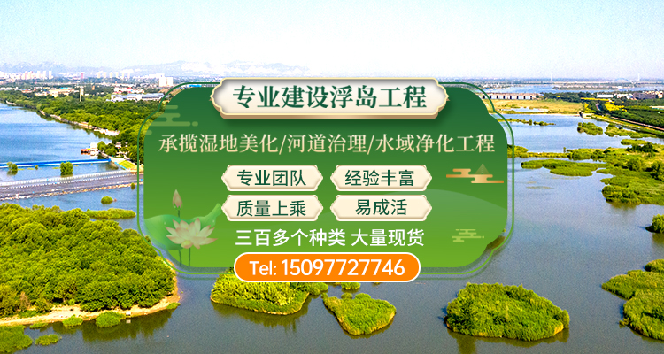 河北安新大运苗木_白洋淀水生植物基地（保定安新县基地）_荷花芦苇睡莲_服务保定|雄安