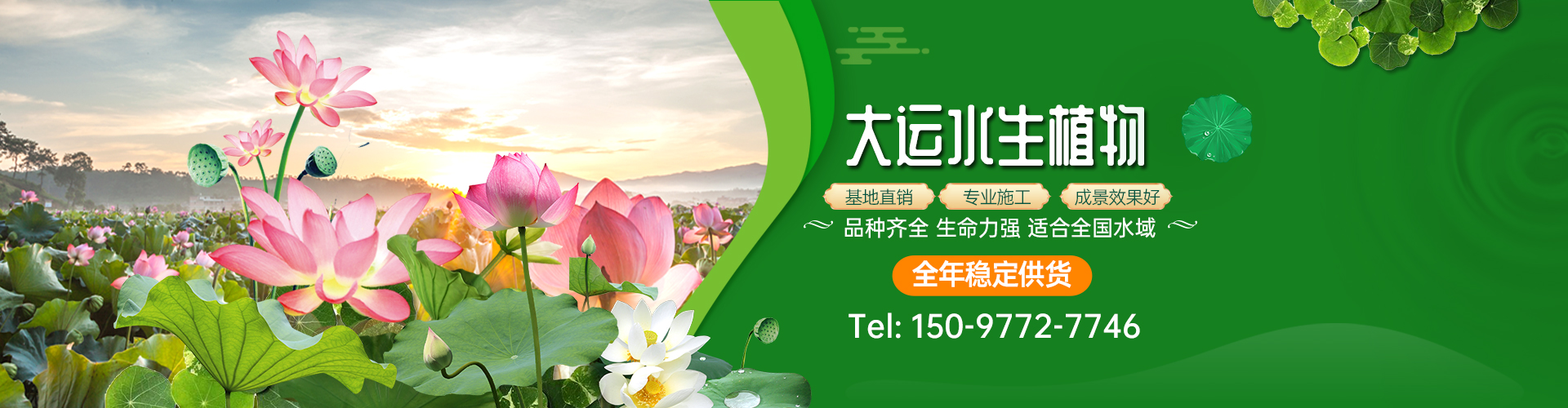 河北安新大运苗木_白洋淀水生植物基地（保定安新县基地）_荷花芦苇睡莲_服务保定|雄安