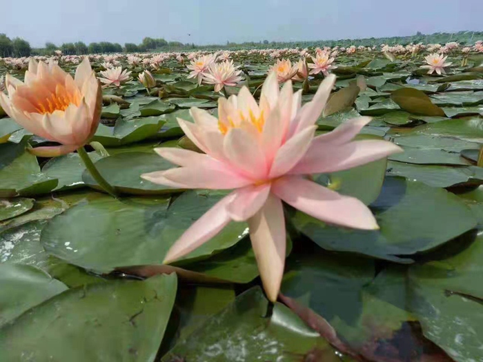 安新县大运苗木种植专业合作社水生植物基地