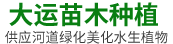 河北安新大运苗木_白洋淀水生植物基地（保定安新县基地）_荷花芦苇睡莲_服务保定|雄安